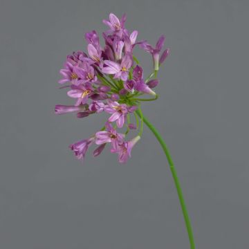 Agapanthus artificial PHILINA, violeta, 75cm, Ø14cm