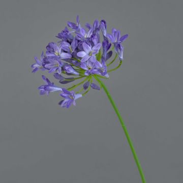 Agapanthus artificial PHILINA, lila, 75cm, Ø14cm