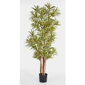 Dracaena reflexa sintética YASU, tronco real, difícil inflamar, verde-amarillo, 150cm