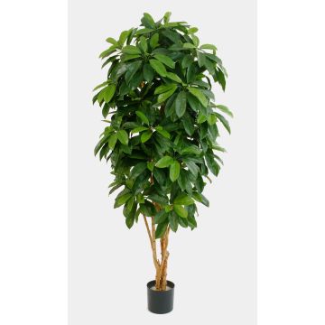 Schefflera artificial MADDISON, troncos naturales, difícilmente inflamable, verde, 140cm Schefflera artificial MADDISON, troncos naturales, difícilmente inflamable, verde, 140cm