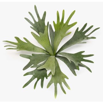 Planta artificial helecho cuerno de ciervo VIGRAL, varilla, difícilmente inflamable, verde, 35cm Planta artificial helecho cuerno de ciervo VIGRAL, varilla, difícilmente inflamable, verde, 35cm
