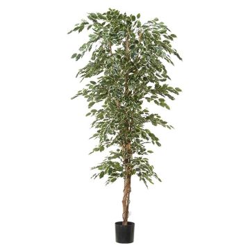 Ficus Benjamini artificial ALEKSA, tronco real, verde-blanco, 240cm
