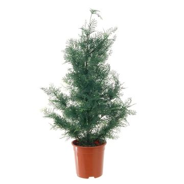 Árbol de cedro artificial ELIANE, verde, 90cm Árbol de cedro artificial ELIANE, verde, 90cm