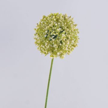 Allium artificial HELLA, brillo, crema-verde, 75cm, Ø11cm Allium artificial HELLA, brillo, crema-verde, 75cm, Ø11cm