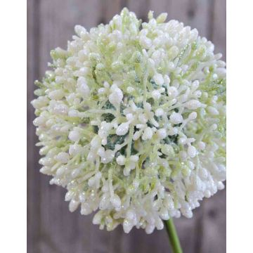 Allium artificial HELLA, brillo, crema-verde, 75cm, Ø11cm