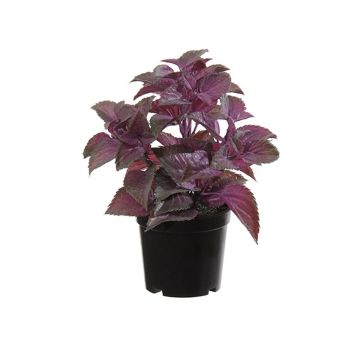 Menta de plástico TSUKI, violeta-burdeos, 24cm Menta de plástico TSUKI, violeta-burdeos, 24cm