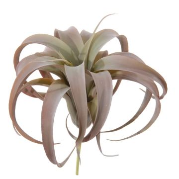 Planta decorativa de Tillandsia Xerographica KASTIEL, varilla, marrón-verde, 23cm
