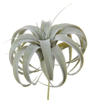 Planta decorativa de Tillandsia Xerographica KASTIEL, varilla, gris-verde, 23cm