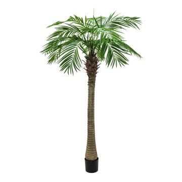 Palmera canaria falsa CARTER, 300cm