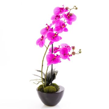 Orquídea Phalaenopsis plástico MELINA tiesto cerámica, fucsia, 45cm, Ø8cm