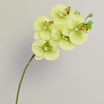 Orquídea Phalaenopsis artificial EMILIA, crema-verde, 60cm, Ø8cm