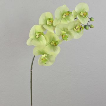 Rama de Phalaenopsis falsa AURELIA, crema-verde, 95cm, Ø10cm