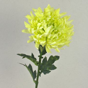 Crisantemo flor artificial KESARA, crema-verde, 65cm, Ø16cm