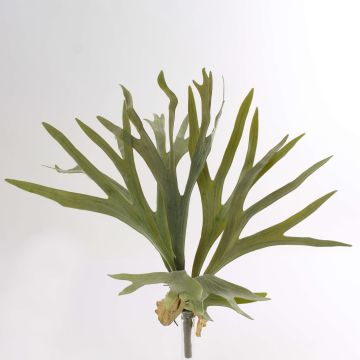 Helecho Platycerium sintético GEORGE, vara fijación, verde, 40cm, Ø50cm