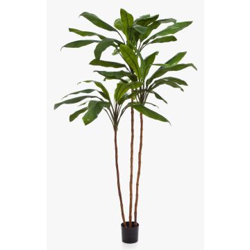 Cordiline artificial KAIA, tronco real, verde, 210cm