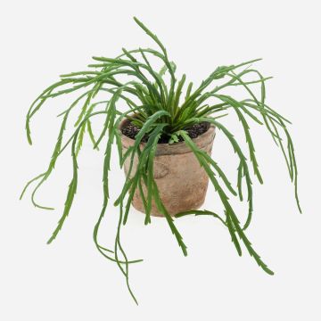 Rhipsalis artificial HADRIAN, macetero de terracota, verde, 35cm Rhipsalis artificial HADRIAN, macetero de terracota, verde, 35cm