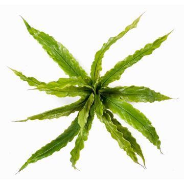 Helecho planta imitación FRANNY, verde, 30cm, Ø30cm Helecho planta imitación FRANNY, verde, 30cm, Ø30cm