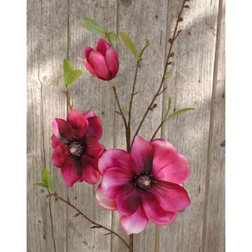 Magnolia falsa FINAH, rosa, 90cm, Ø9-15cm
