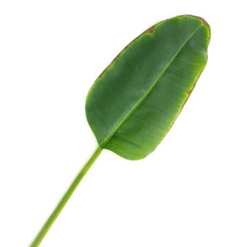 Hoja de platanera artificial YUMI, 95cm