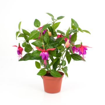 Arbusto fuchsia artificial THAYNARA, con flores, fucsia, 30cm