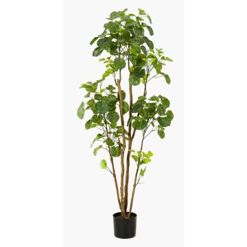 Polyscias planta artificial FILARO, tronco artificial, verde, 160cm Polyscias planta artificial FILARO, tronco artificial, verde, 160cm