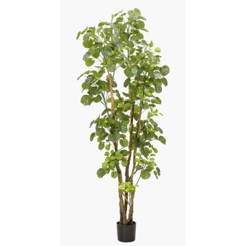 Polyscias planta artificial FILARO, tronco artificial, verde, 195cm Polyscias planta artificial FILARO, tronco artificial, verde, 195cm