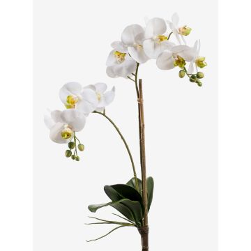 Orquídea Phalaenopsis sintética CANDIDA vara fijación, blanco, 65cm, Ø7-8cm Orquídea Phalaenopsis sintética CANDIDA vara fijación, blanco, 65cm, Ø7-8cm