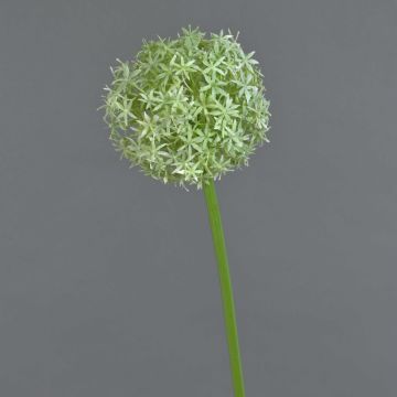 Flor de Allium artificial SAMARA, crema, 75cm, Ø12cm