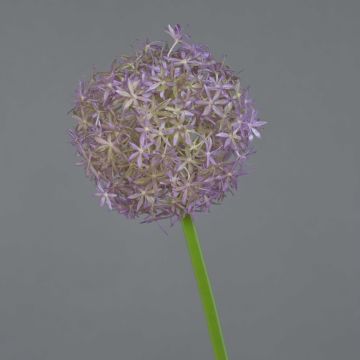 Flor de Allium artificial SAMARA, lila, 75cm, Ø12cm
