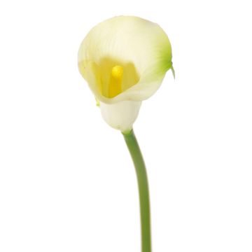 Calla artificial CHIDORA, crema, 55cm, 4,5x5,5cm Calla artificial CHIDORA, crema, 55cm, 4,5x5,5cm