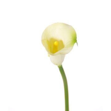 Calla artificial CHIDORA, crema, 55cm, 5x6cm