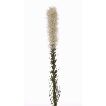 Liatris artificial MITSA, crema, 80cm, Ø6cm Liatris artificial MITSA, crema, 80cm, Ø6cm