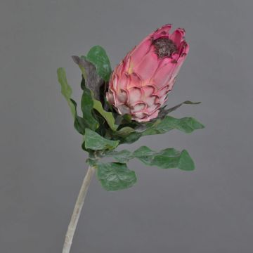 Protea artificial NELLI, rosa, 75cm, Ø8cm Protea artificial NELLI, rosa, 75cm, Ø8cm
