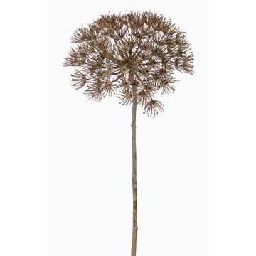 Flor Heracleum artificial ANSARI marrón, 80cm, Ø22cm