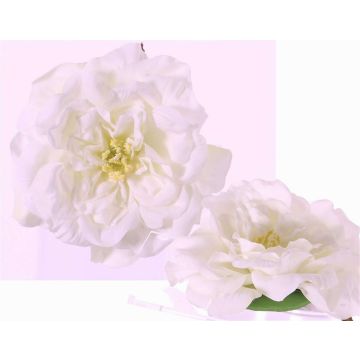Rosa de imitación SASKIA, flotante, crema, 5cm, Ø15cm Rosa de imitación SASKIA, flotante, crema, 5cm, Ø15cm