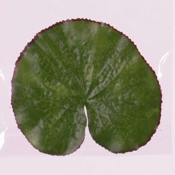 Hoja de nenúfar artificial AJAY, flotante, verde, Ø13cm