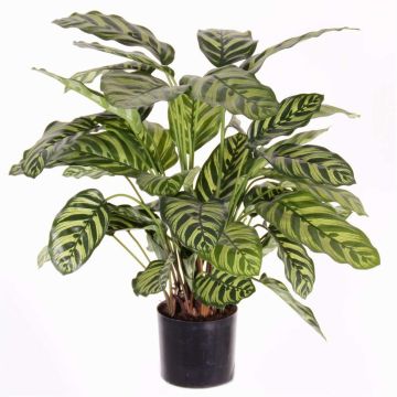 Calathea Makoyana artificial GODE verde-amarillo, 65cm Calathea Makoyana artificial GODE verde-amarillo, 65cm