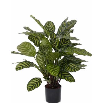 Calathea Makoyana artificial GODE verde-amarillo, 65cm