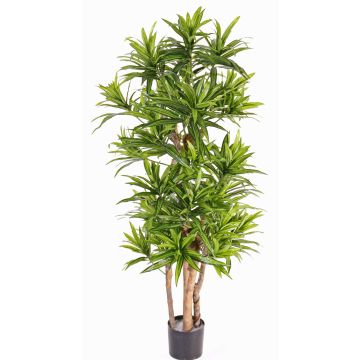 Dracaena Reflexa artificial JEMIMA tallos naturales, verde, 120cm Dracaena Reflexa artificial JEMIMA tallos naturales, verde, 120cm