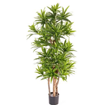 Dracaena Reflexa artificial JEMIMA tallos naturales, verde, 120cm