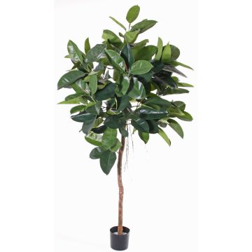 Árbol de caucho artificial AMREI, tronco natural, verde, 150cm Árbol de caucho artificial AMREI, tronco natural, verde, 150cm