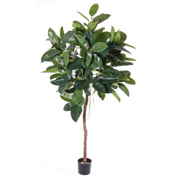 Árbol de caucho artificial AMREI, tronco natural, verde, 150cm