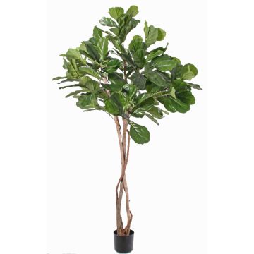 Ficus Lyrata artificial HARVEY, tallos naturales, verde, 190cm Ficus Lyrata artificial HARVEY, tallos naturales, verde, 190cm