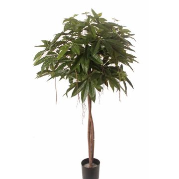 Pachira artificial CASSY, troncos naturales, 150cm
