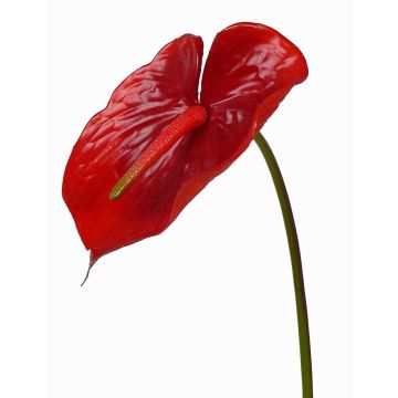 Anthurium de imitación MOIRA, rojo, 75cm, 13x18cm Anthurium de imitación MOIRA, rojo, 75cm, 13x18cm