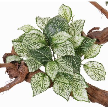 Fittonia artificial MOLARA con vara de fijación, verde-blanco, 25cm Fittonia artificial MOLARA con vara de fijación, verde-blanco, 25cm