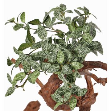 Fittonia de plástico NIKLAUS, con vara de fijación, ignífugo, verde-blanco, 30cm Fittonia de plástico NIKLAUS, con vara de fijación, ignífugo, verde-blanco, 30cm