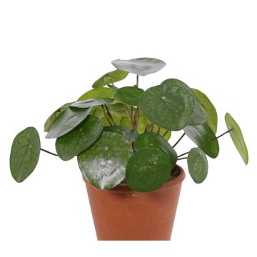 Planta china del dinero artificial MAXIMILIAN sobre palo, verde, 30cm