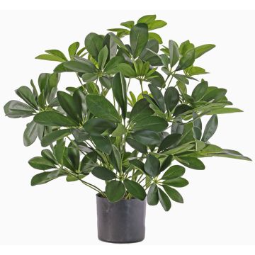 Schefflera sintética LUKAS en maceta decorativa, verde, 55cm Schefflera sintética LUKAS en maceta decorativa, verde, 55cm