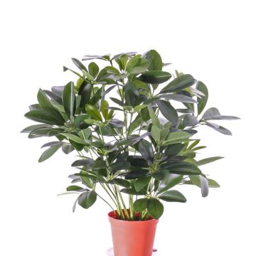 Schefflera sintética LUKAS en maceta decorativa, verde, 55cm Schefflera sintética LUKAS en maceta decorativa, verde, 55cm